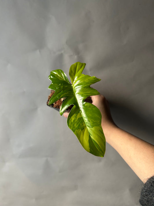 Philodendron Florida Beauty X Mayoi ( Kitina )