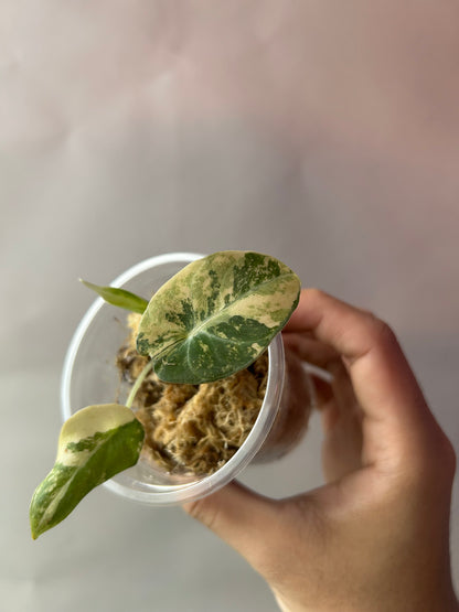 Alocasia Black Velvet Gold