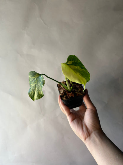 Monstera Deliciosa Electrolytes King