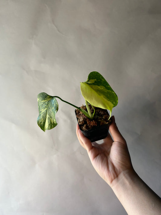 Monstera Deliciosa Electrolytes King