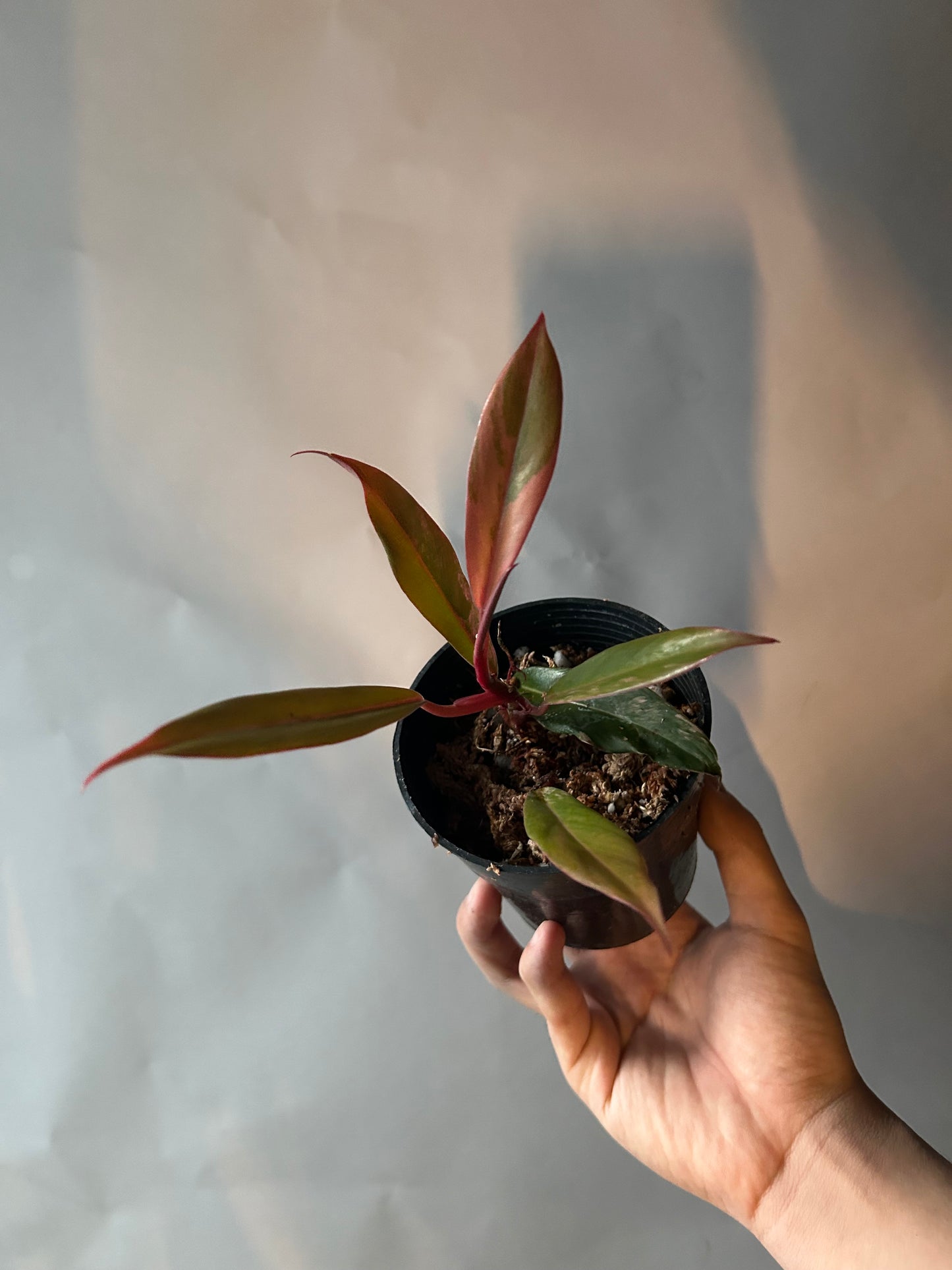 Philodendron Caramel Marble Variegated
