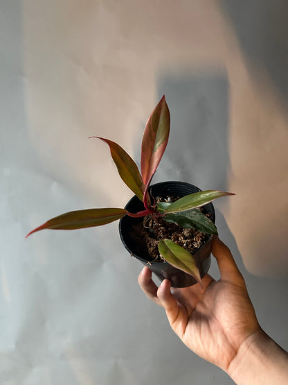 Philodendron Caramel Marble Variegated