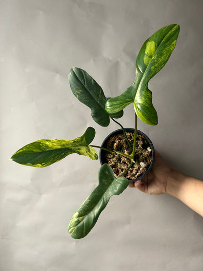 Philodendron Florida Beauty x Mayoi