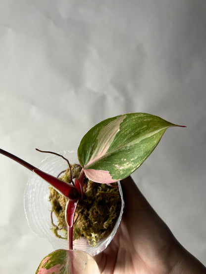 Philodendron White Knight Tricolor Bottom Cut