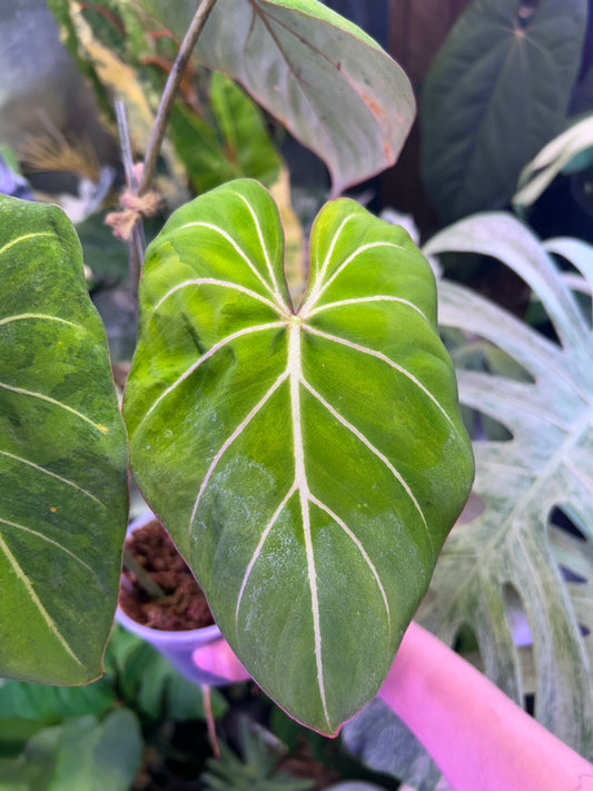 Philodendron Gloriosum Green in Green