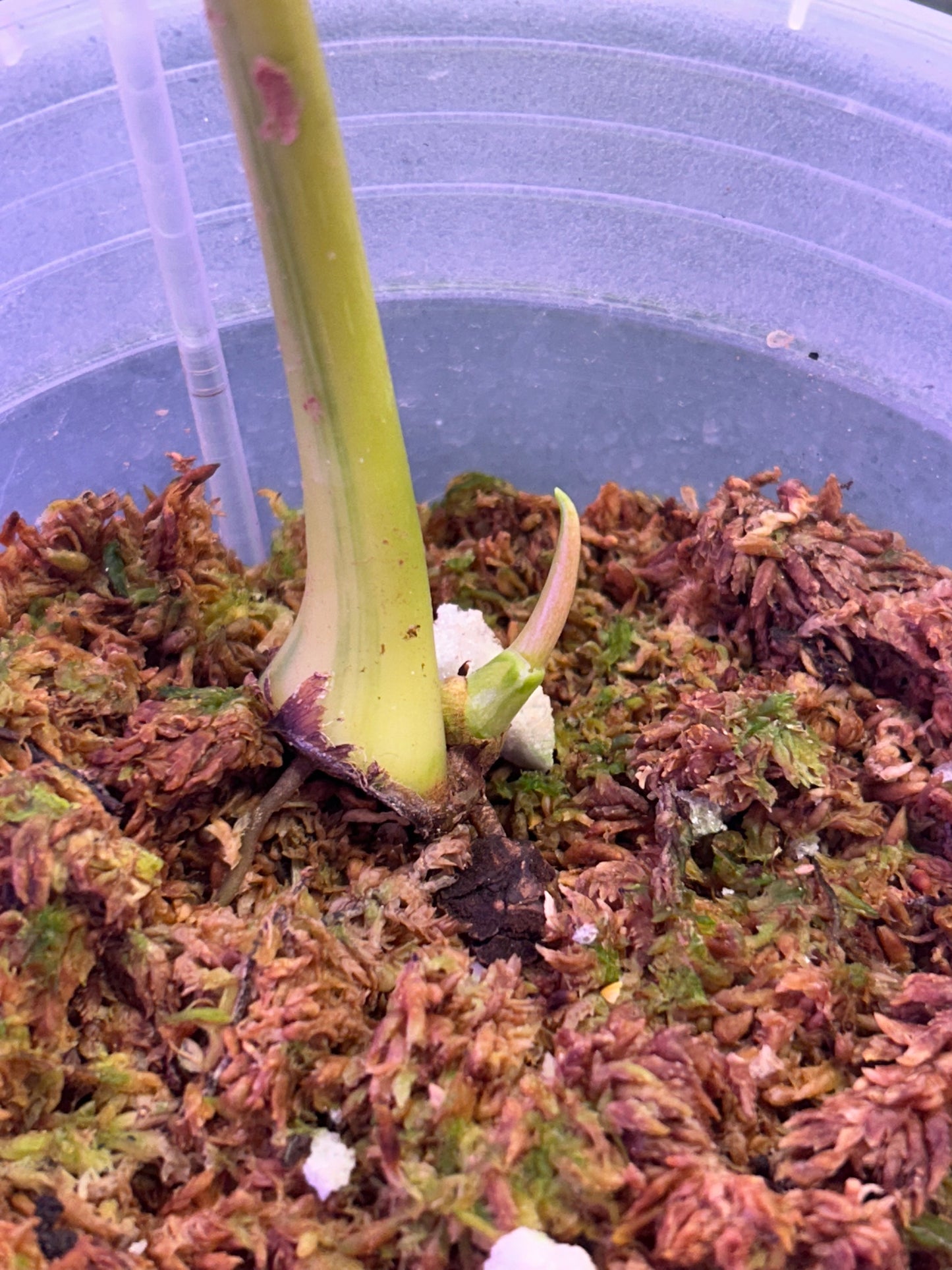Philodendron Pastazanum Aurea Cutting