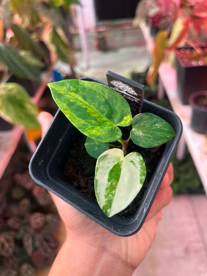 Anthu (Pap Var x Guna Yala) x Anthu ( Pap Var x Carlablackie) by Han Kirok