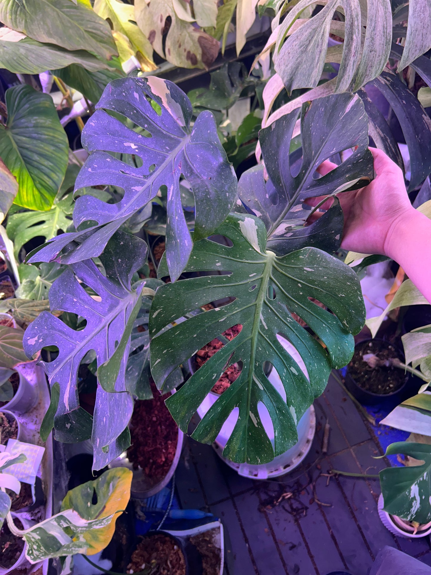 Monstera Fishbone