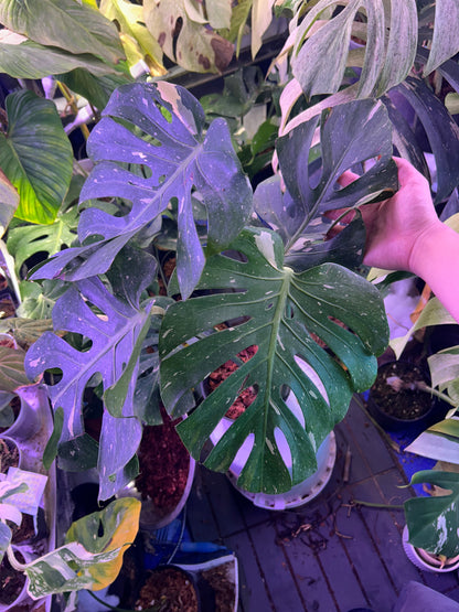 Monstera Fishbone