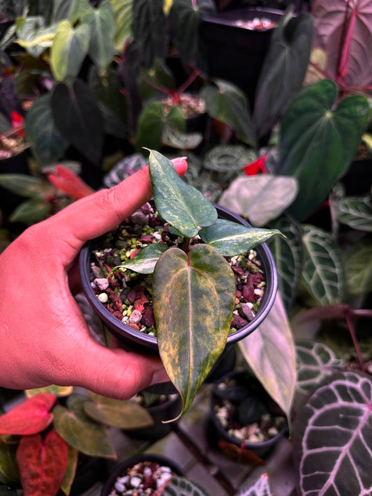 Anthurium (Papillilaminum Var x Dressleri) x BVEP ‘Tezula’ S1