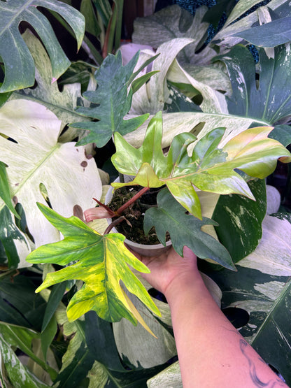 Philodendron Mayoi Variegated