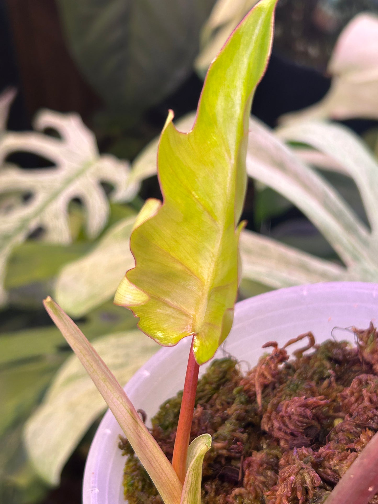 Philodendron Mayoi Variegated