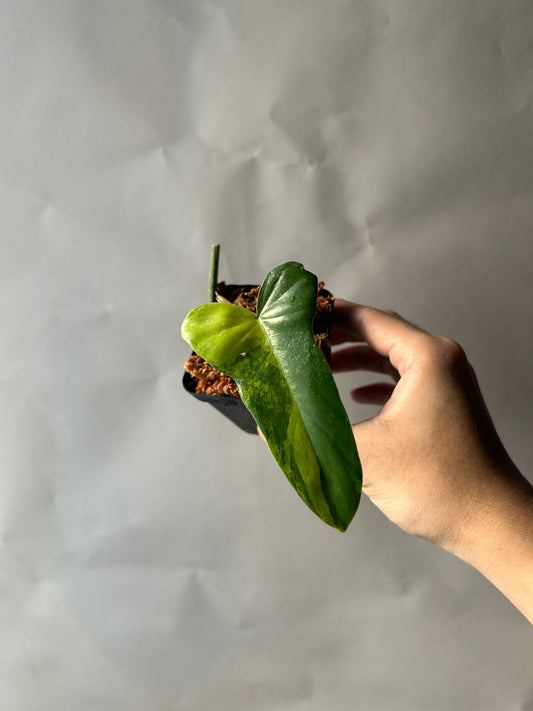 Philodendron Florida Beauty x Mayoi ( Kitina )