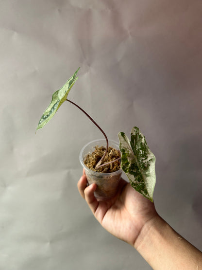 Alocasia Psedou Sanderiana Albo Pink