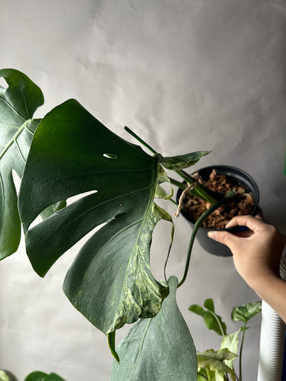 Monstera Ocean Mint