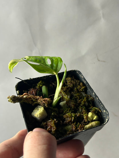 Monstera Adansonii Tricolor Albo