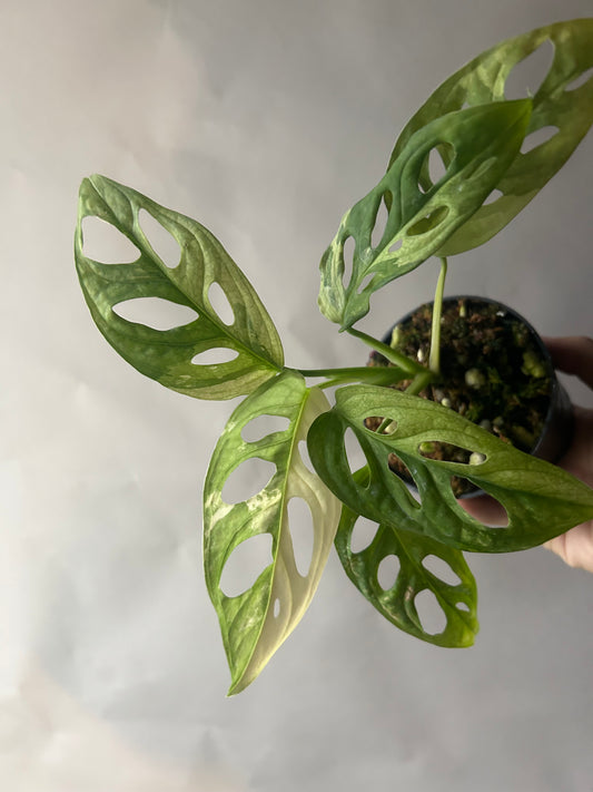 Monstera Adansonii Tricolor