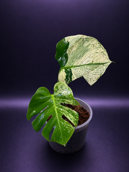 Monstera White Tear