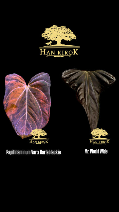 Anthurium ( Pap Var x Carlablackie) x Mr. World Wide by Han Kirok