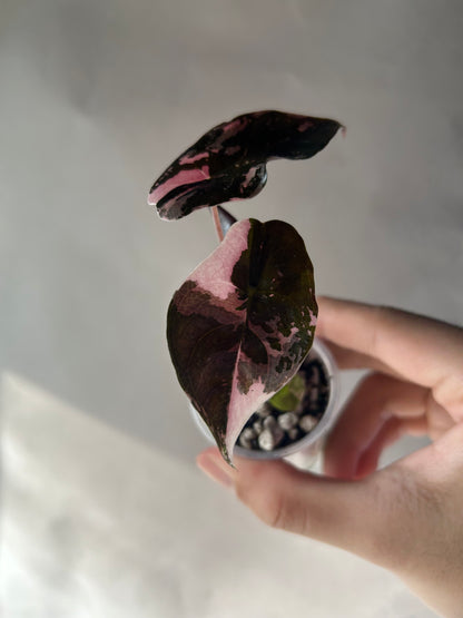 Alocasia Chantrieri Pink