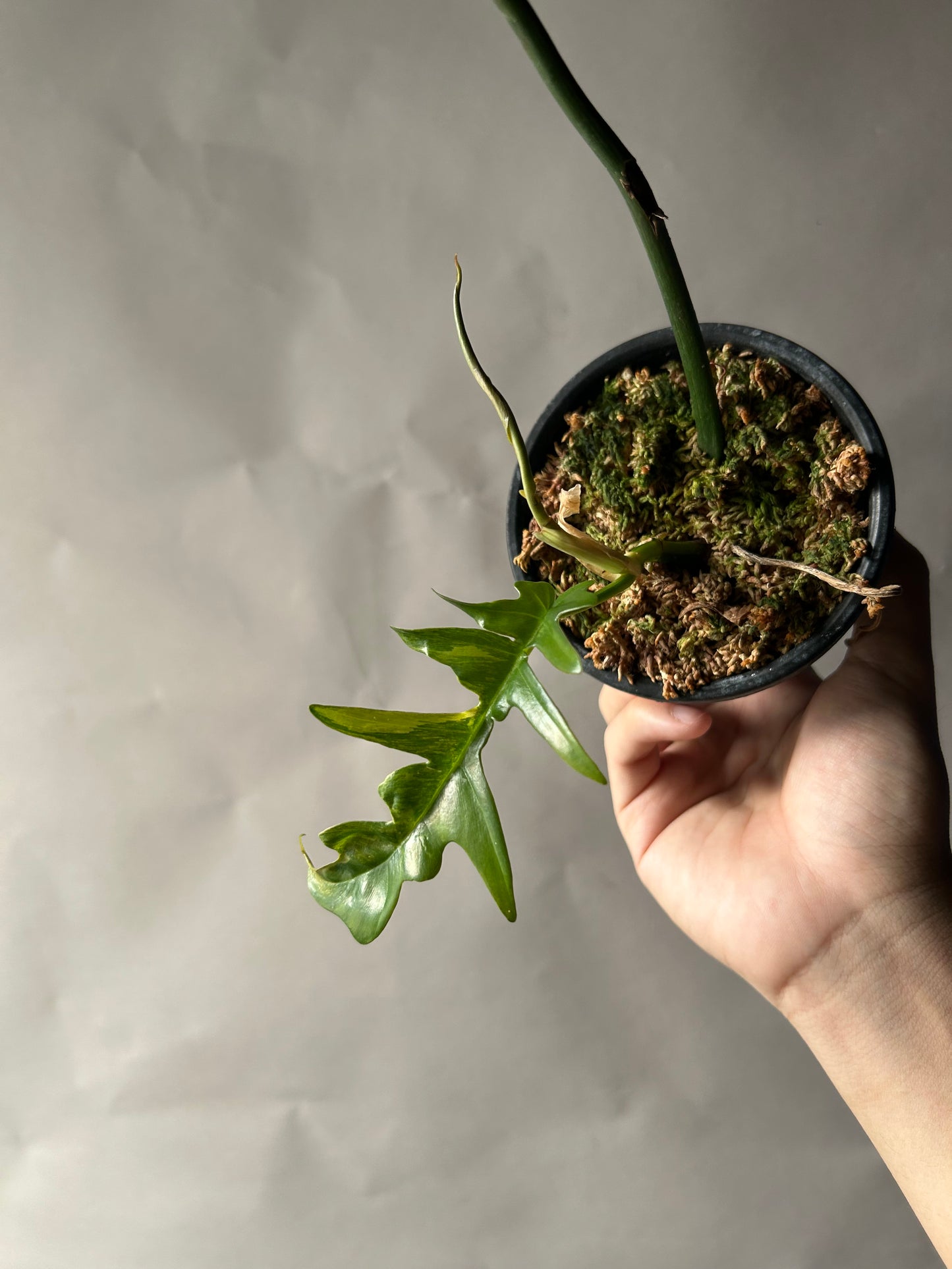 Philodendron Tortum x Florida Beauty