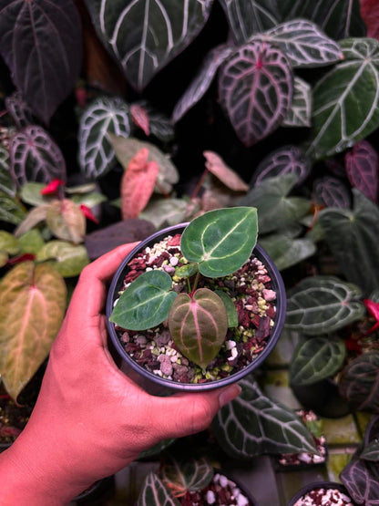 Anthurium (Carlablackie ‘District’ x Carlablackie RA8) S1