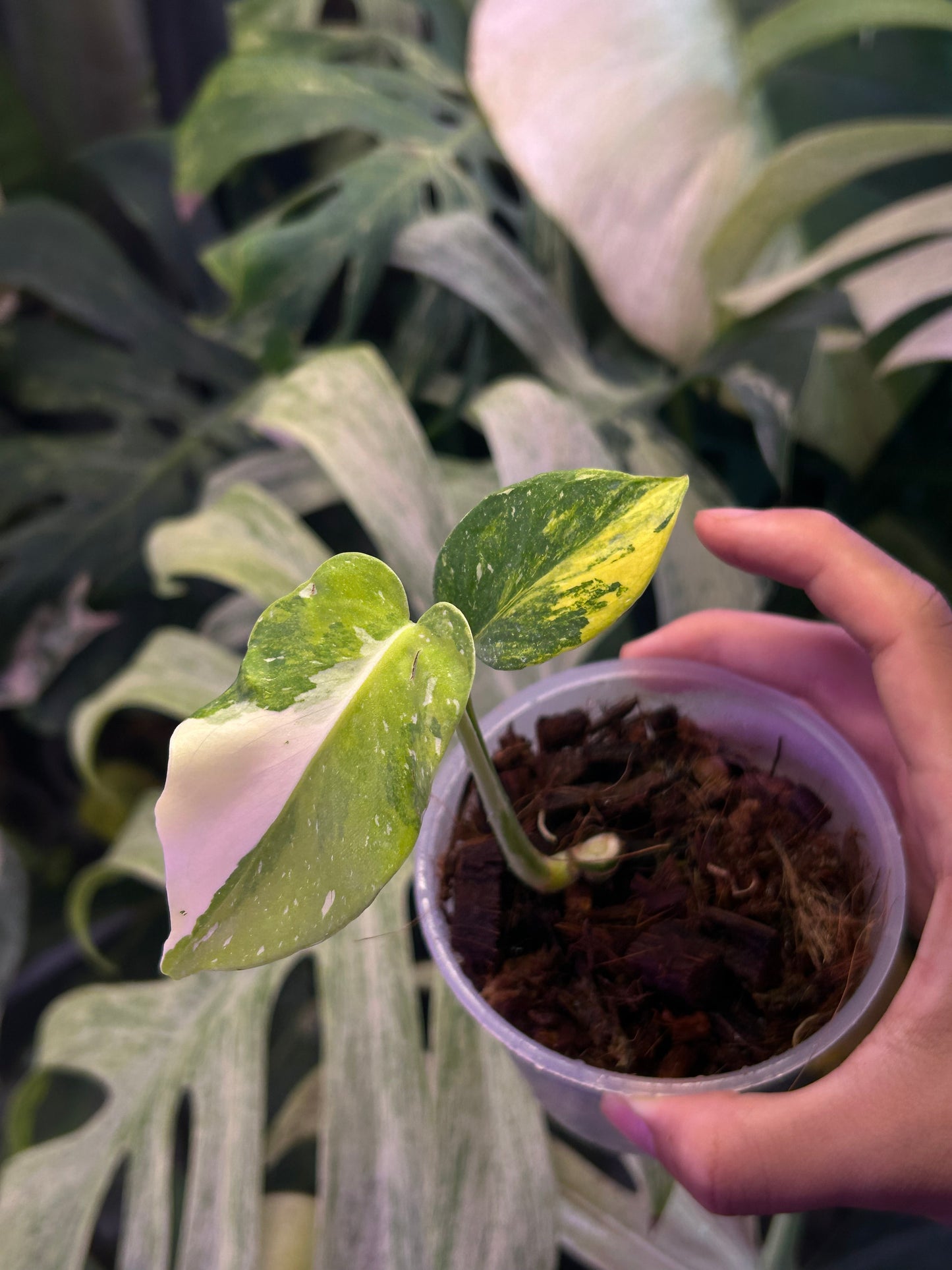 Monstera Miracle
