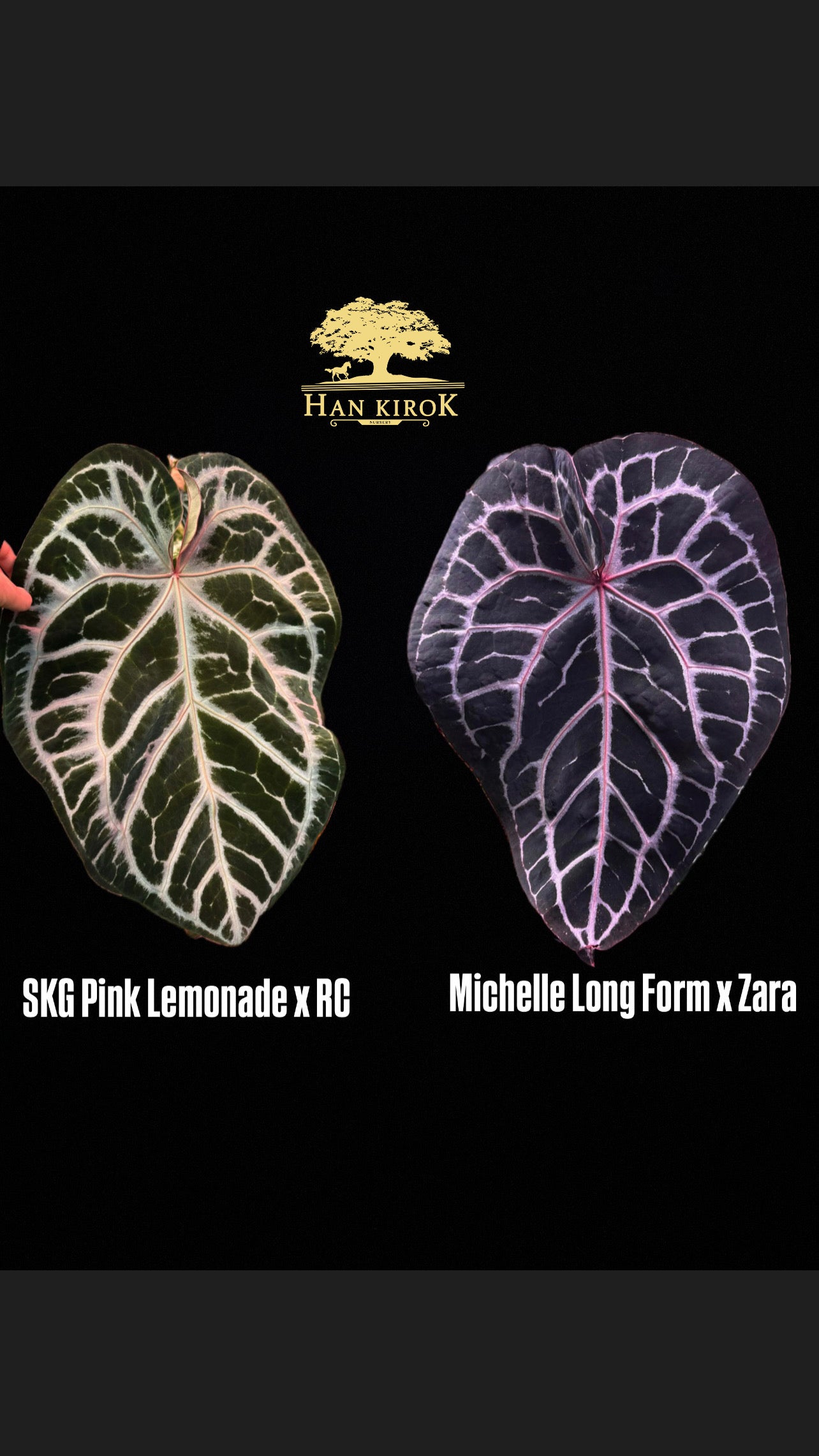 Anthurium ( SKG PL x RC ) x ( Michelle Long Form x Zara ) by Han Kirok