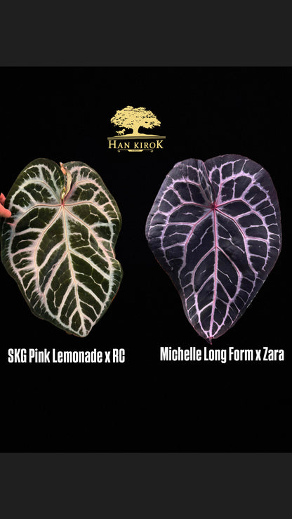 Anthurium ( SKG PL x RC ) x ( Michelle Long Form x Zara ) by Han Kirok