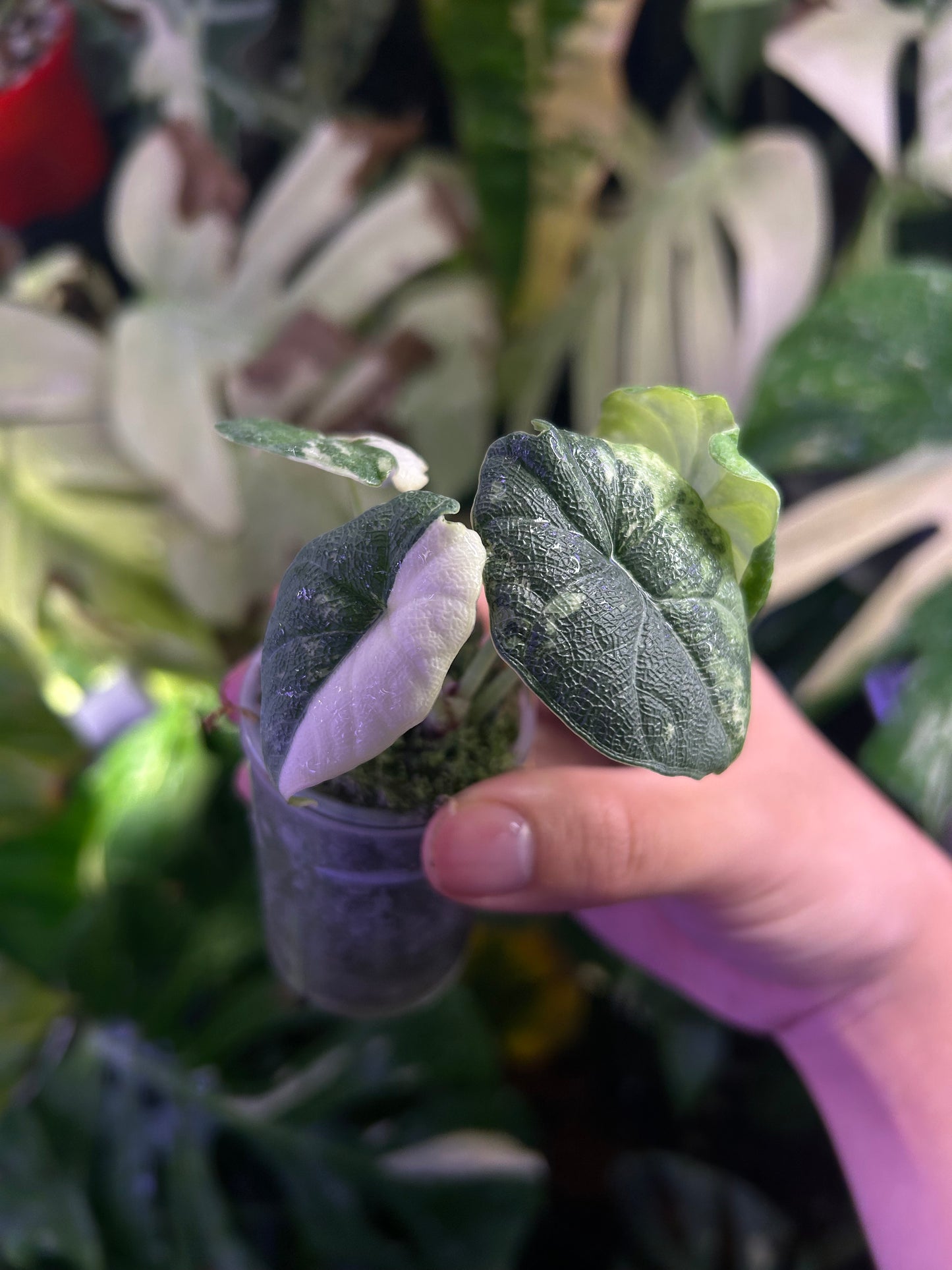 Alocasia Melo Albo