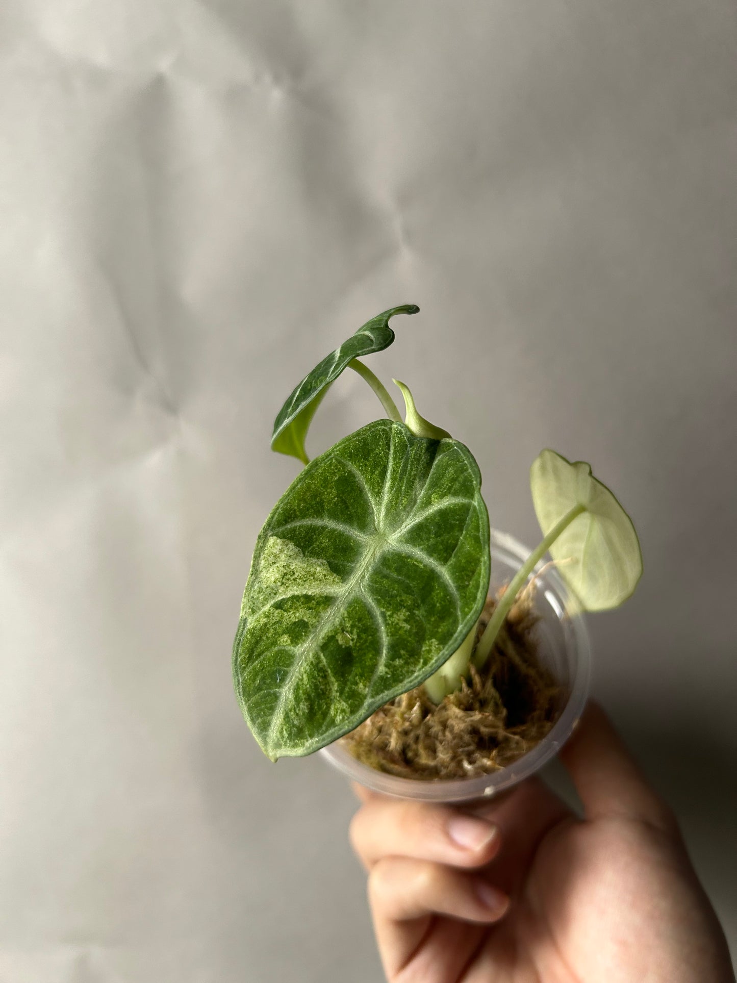Alocasia Ninja Tricolor aka Splash