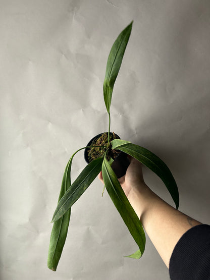 Anthurium Vittarifolium Variegated
