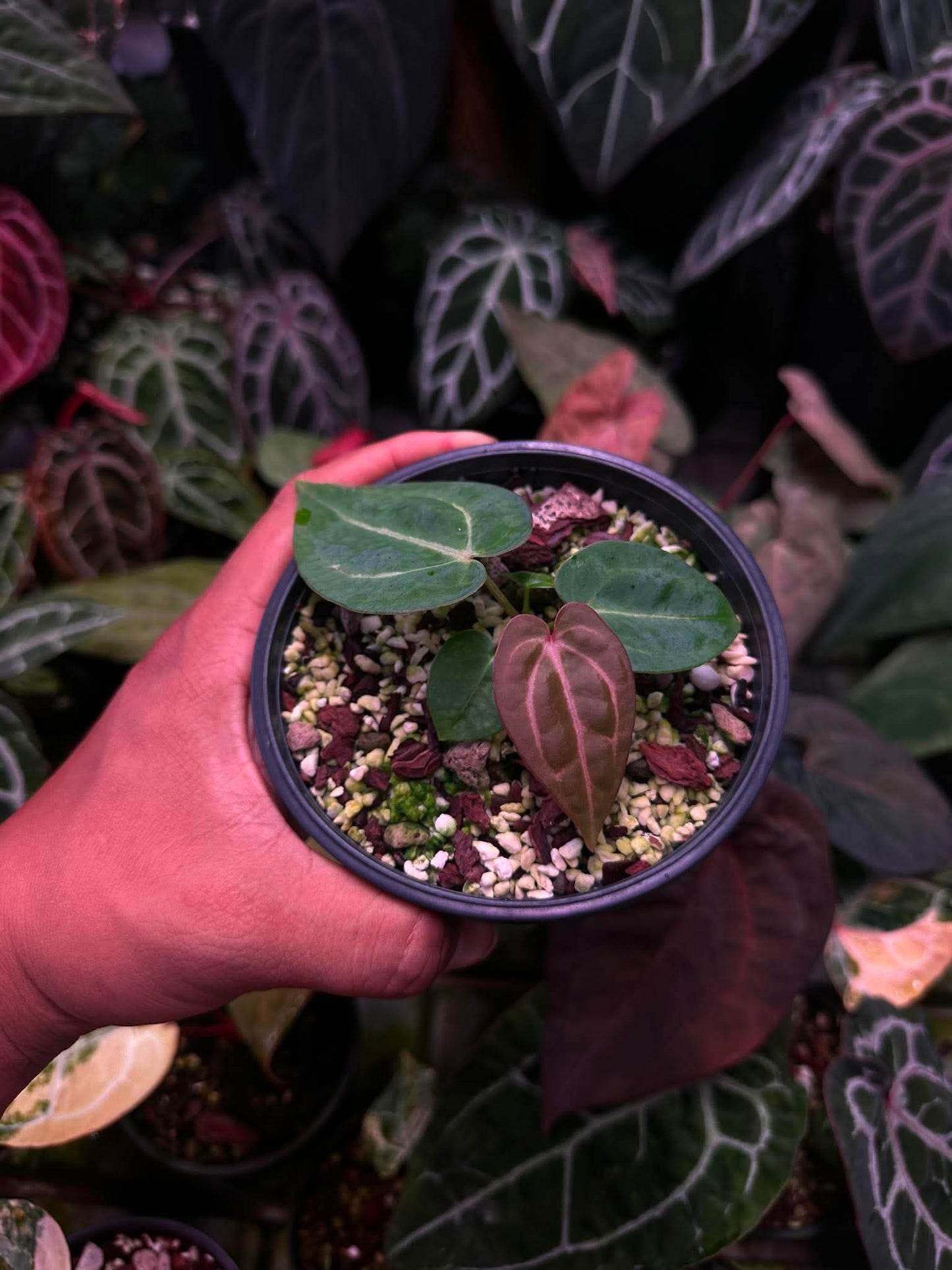 Anthurium (Carlablackie ‘District’ x Carlablackie RA8) S1