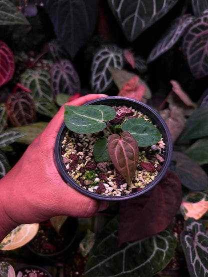 Anthurium (Carlablackie ‘District’ x Carlablackie RA8) S1