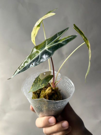 Alocasia Sanderiana Bull Aurea