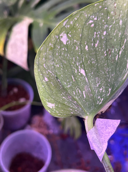 Monstera Medusa Cutting