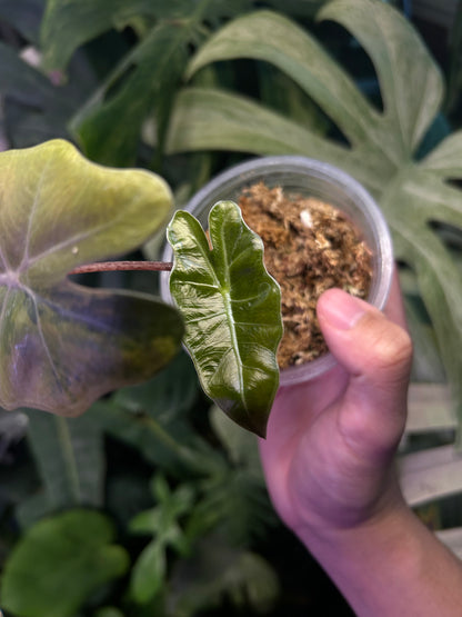 Alocasia Pseudo Aure