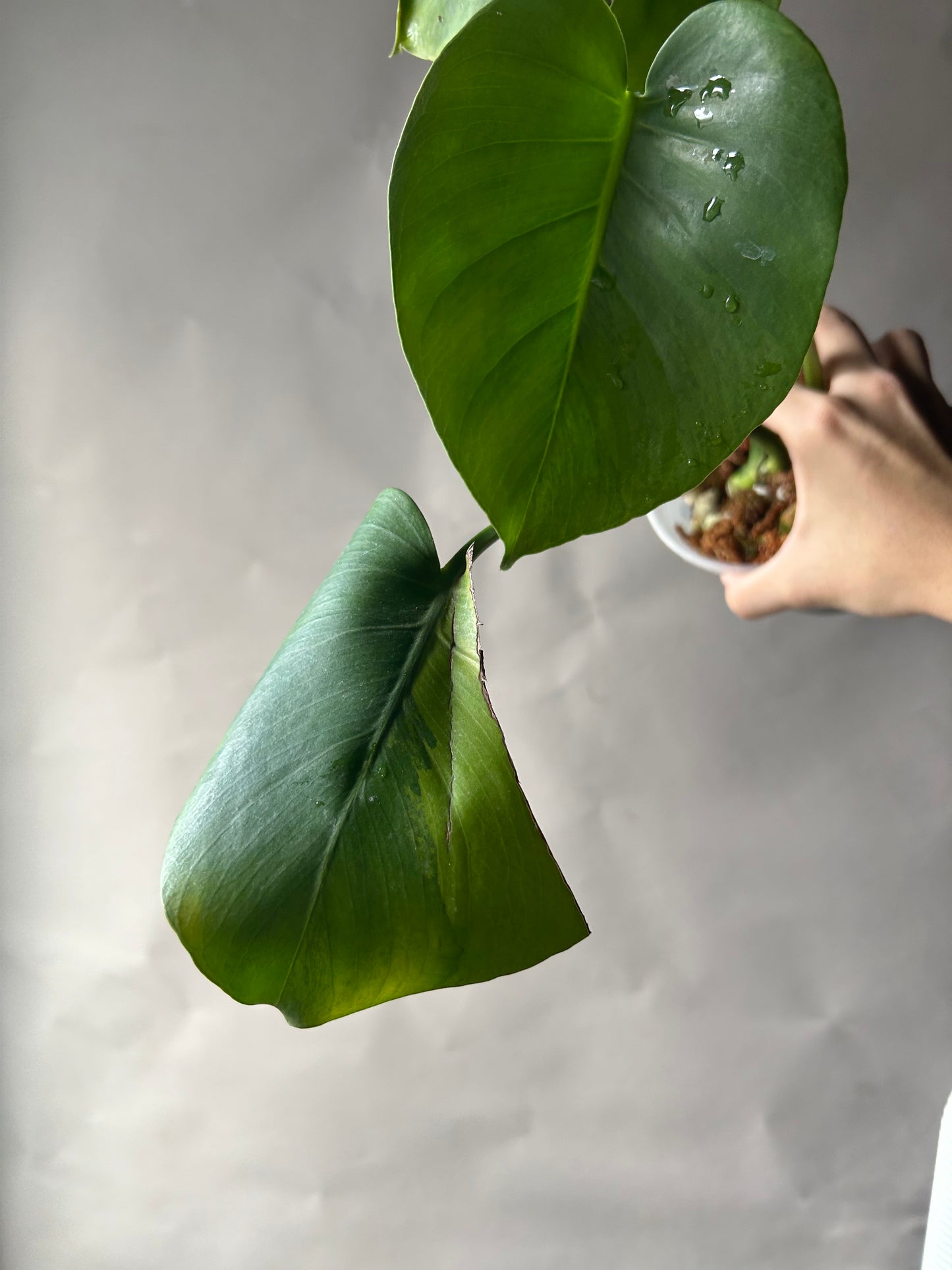 Monstera Deliciosa Green On Green