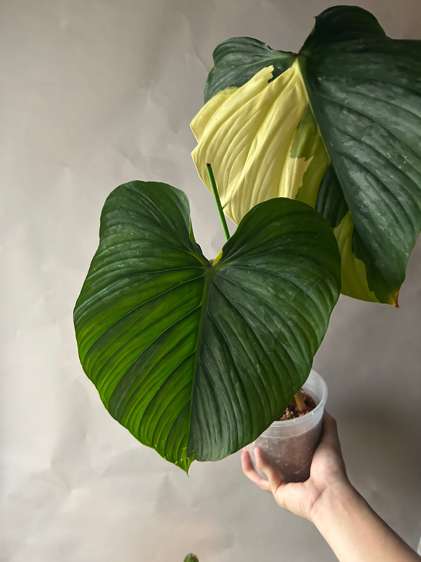 Philodendron Pastazanum Albo Type 1