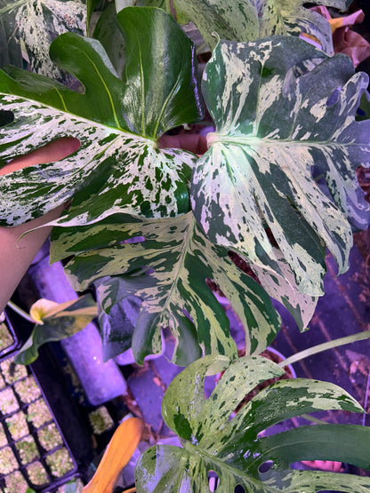 Monstera Bulbasaur XXXL