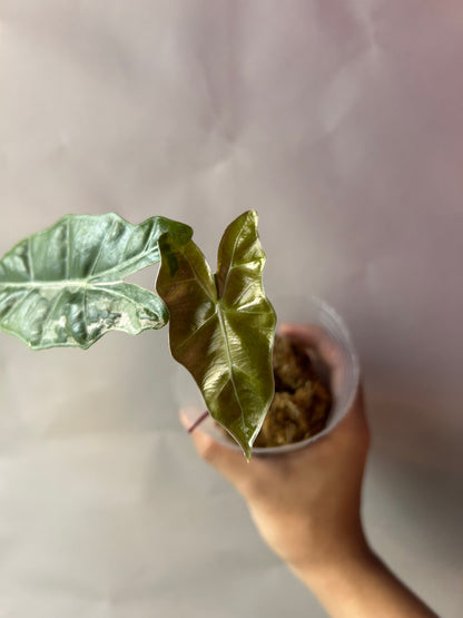 Alocasia Psedou Sanderiana Albo Pink