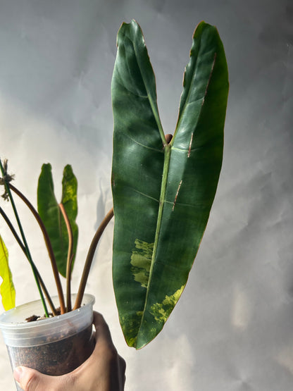 Philodendron Billitiae Variegated