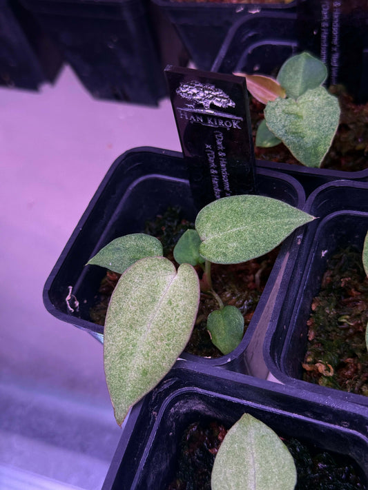 Anthurium ( RVC x DH ) Variegated x ( RVC x DH ) by Han Kirok