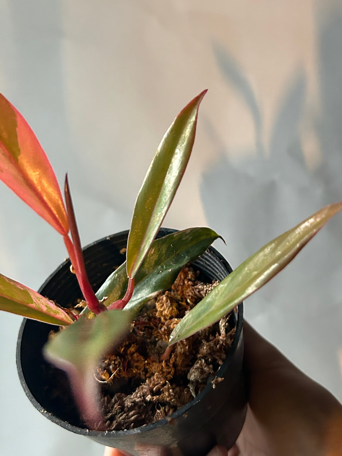 Philodendron Caramel Marble Variegated
