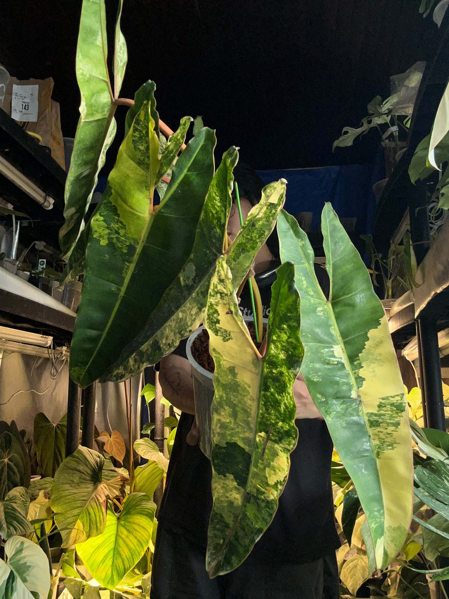 XXXXL Philodendron Billitiae Variegated - 7 + 1 leafs