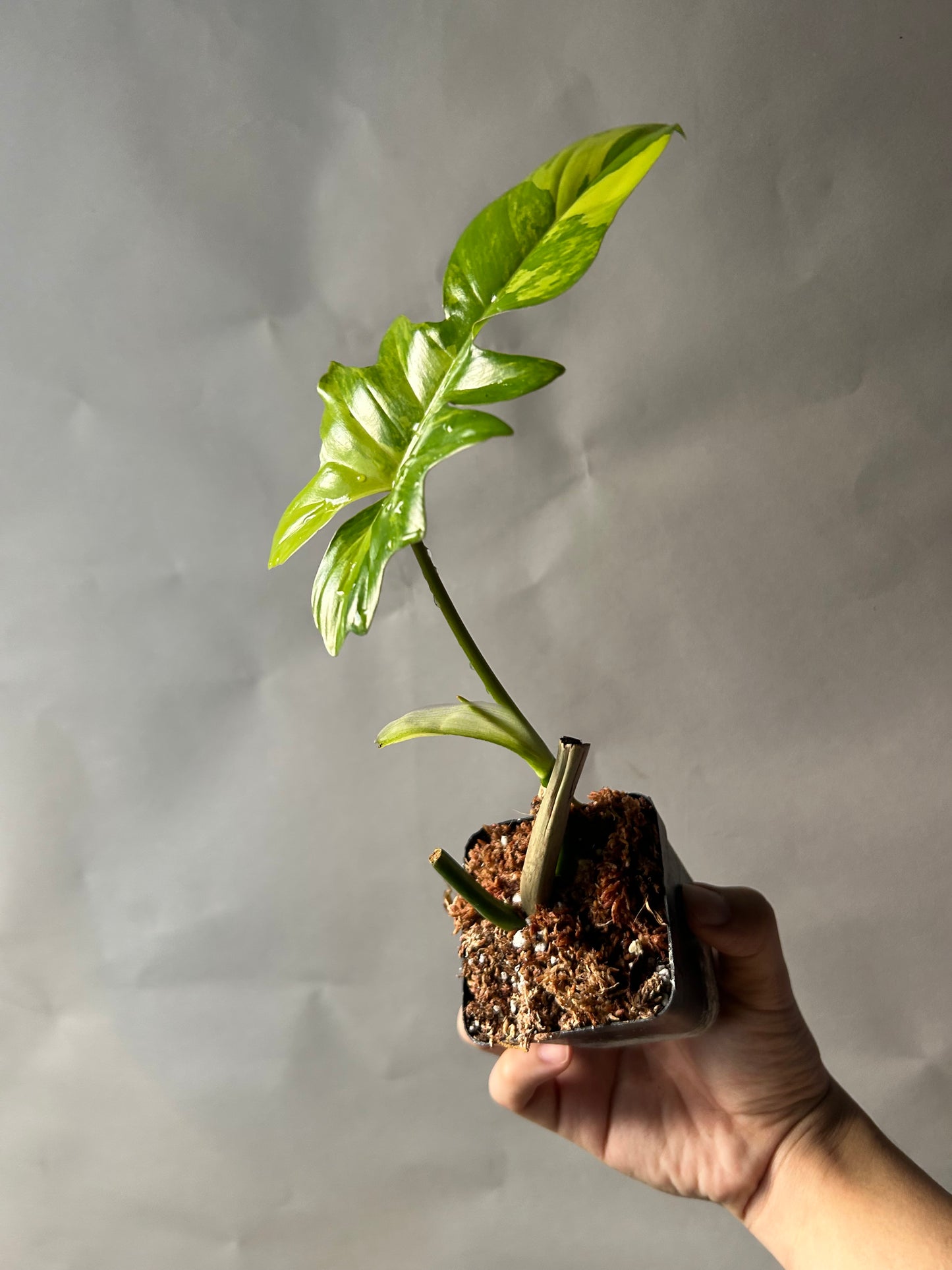 Philodendron Florida Beauty X Mayoi ( Kitina )