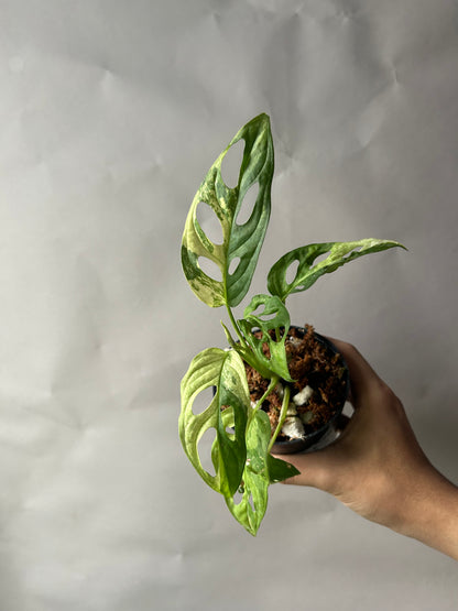 Monstera Adansonii Tricolor aka Albo