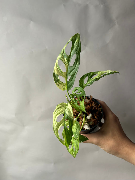 Monstera Adansonii Tricolor aka Albo