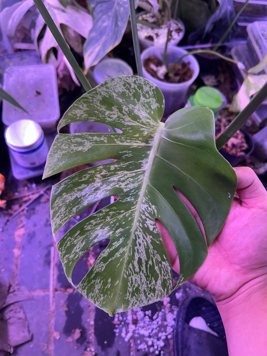 Monstera Vietciosa
