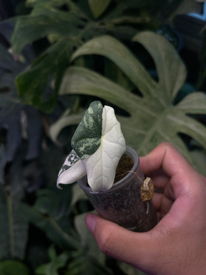 Alocasia Melo Albo